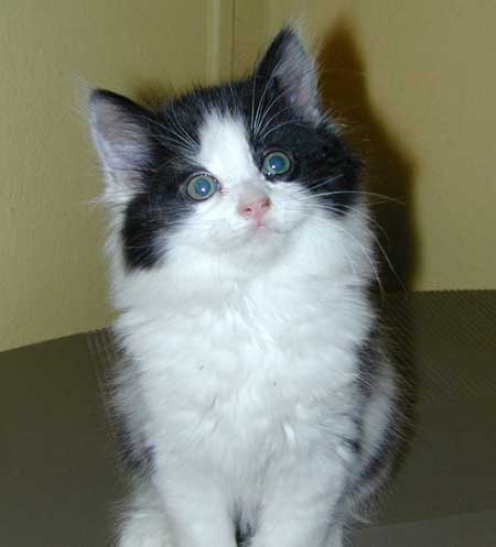 Pet Loss Matters - Your Pet Tributes - Baby Pet Loss Matters - Your Pet Tributes - Baby