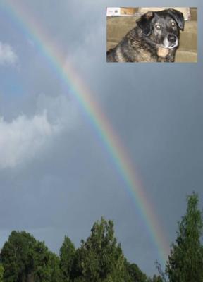 Lobo and his Rainbow