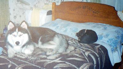 On Bed: Maggie, Chakotae; Cat = Piggy, The BirdMicester of Wesport