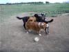 Butt sniffing at the dog park--meeting new friends