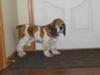Protus, Waiting to be let outside patiently!