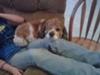 Sitting on my lap <3