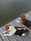 Sitting On The Dock at my Dad's, barking at the fish