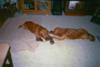 Benttail and his brother (Sampson) who both passed of liver cancer 