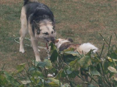 Ellie Mae and Codie playing Tug of War