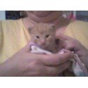 The last picture of Sassy 