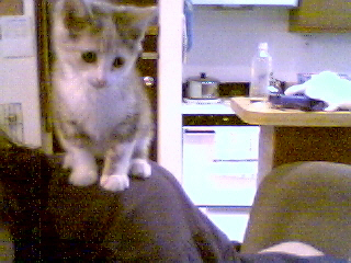 Naya as a kitten