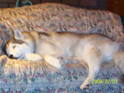 Blue having a sleep on his couch