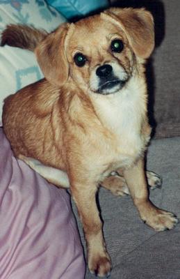 Brandy my angel Brandy my angel