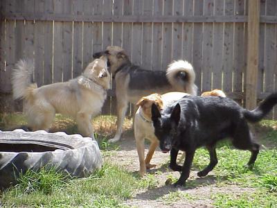 Willy playing with Buddy (one of our other dogs and my dad's dog, Meghan (she's chewing on his legs) and Sarge, Sarge and Meghan were our first 2 foster dogs.