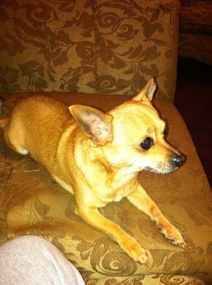 Just relaxing beside Mommy on the Couch