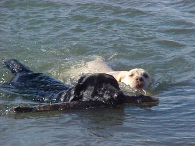 Jeter teaching Boomer