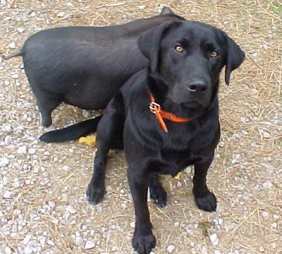 Young Jeter and Porkus, also at Rainbow Bridge