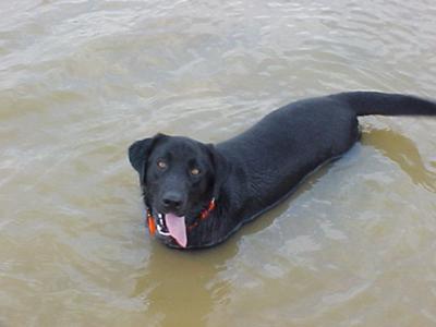 Jeter hunting minnows in pond