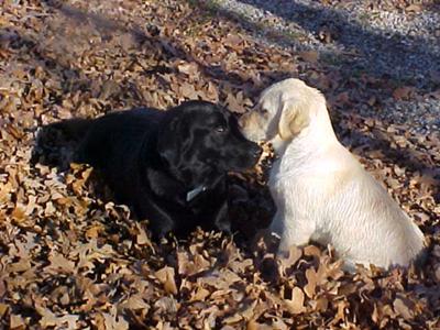 Jeter playing with Boomer