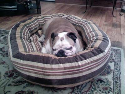 Sophie in her bed