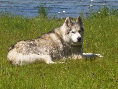 Blue at the Lake