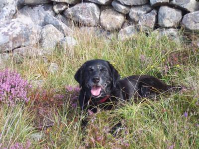 Buttons loves the heather