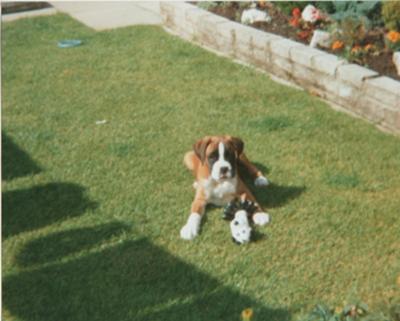 Lewis as a puppy