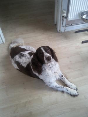 Bella waiting for her dinner.