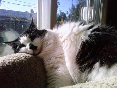 Basking in the sun on my chair. Her favorite spot.