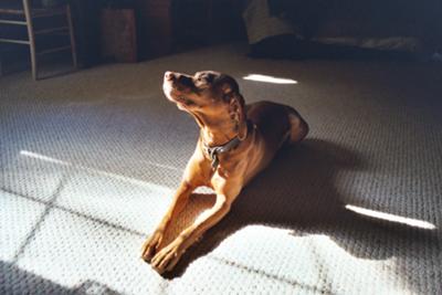 Cosmo in his sunny spot