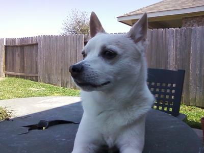 My baby boy enjoying the fresh air as he always liked to do.