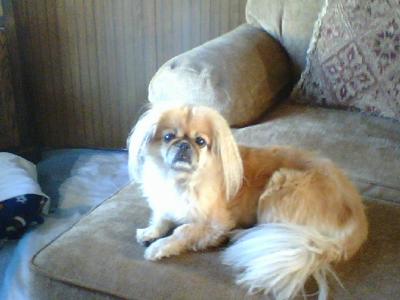 Gizmo 5/26/96 to 2/23/12