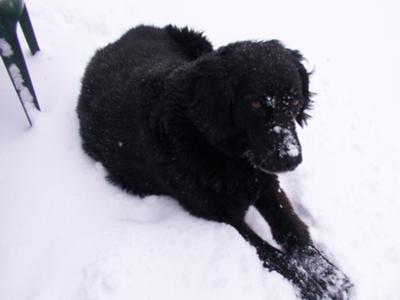 Shadow enjoying the snow