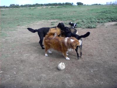 Butt sniffing at the dog park--meeting new friends