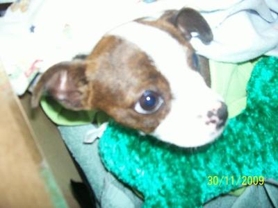 Patches as a puppy