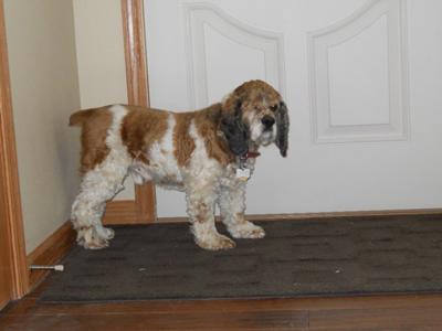 Protus, Waiting to be let outside patiently!