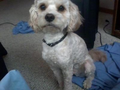 Otis as a 1 year old!