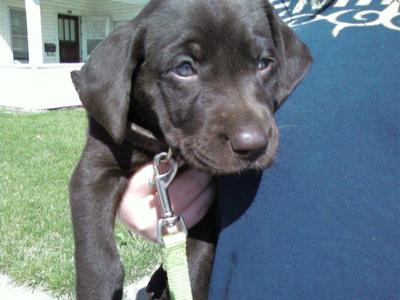 Her first walk. She loved walks. I miss her a lot. 