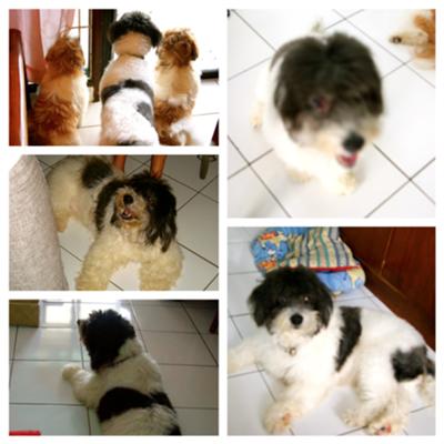 In Memoriam of Panda (2000-2012)