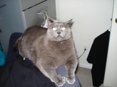 Big russian sales blue cat