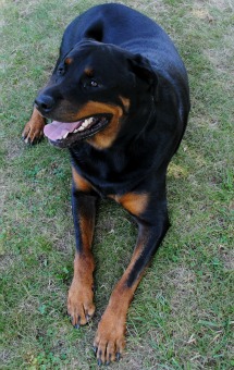Ruger - The Gentle Giant