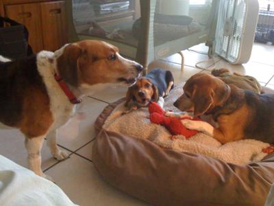 Lucy playing with her sisters, Sweet Pea and Coco