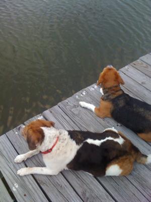 Sitting On The Dock at my Dad's, barking at the fish