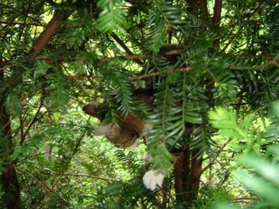 Tiglath Pileser up a tree