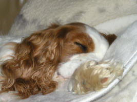 Wally Sleeping on the couch