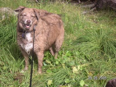 Cody hiking in the streams