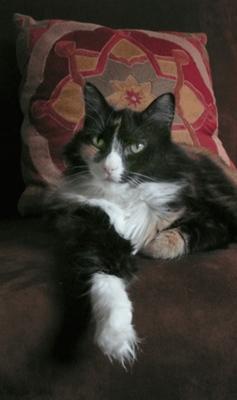 Freeda-Lee 1996 - 2010