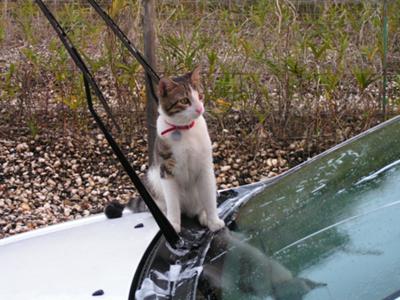 George helping to wash the car