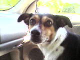 Levi in the car on the way to the beach