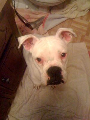 She loved her baths, because she knew that meant we were going for a ride.