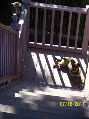 Linus loved our backyard