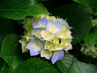 Enjoy the flowers at the Rainbow Bridge