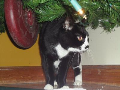 Mittens in her favorite spot under the Christmas tree