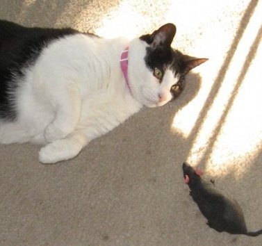 Mo and a toy mouse